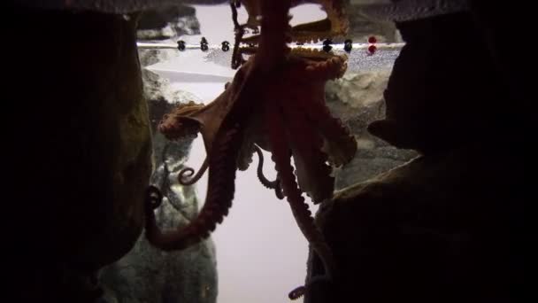 Octopus in het aquarium zwemmen — Stockvideo