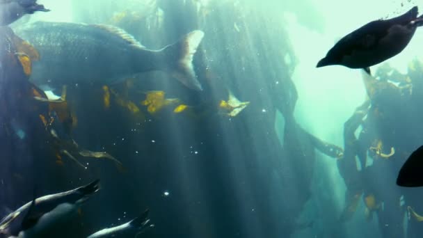 Peces nadando en un tanque en el acuario — Vídeos de Stock