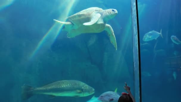 Casal admirando tartaruga marinha nadando com peixes — Vídeo de Stock