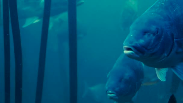 Balık tankında yüzen balıklar — Stok video