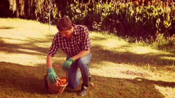 Jardinero preparando cesta de zanahoria — Vídeo de stock