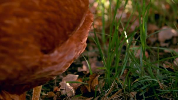 Chicken walking in slow motion — Stock Video