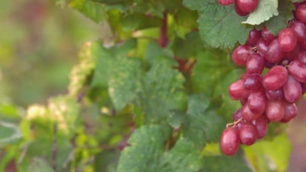 Bunch of red grapes on grapevine — Stock Video
