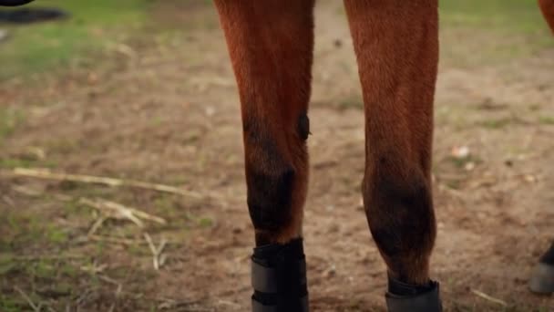 Mulher de pé com seu cavalo — Vídeo de Stock