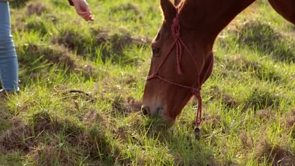 Caballo comiendo hierba — Vídeos de Stock