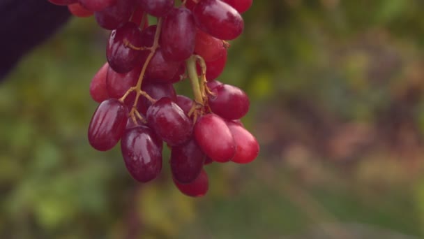 Ramo de uvas rojas regadas — Vídeos de Stock