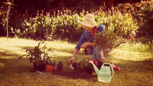 Trädgårdsmästare plantering blomma — Stockvideo