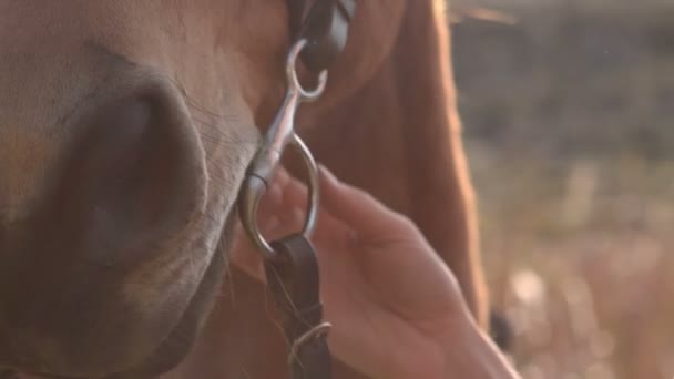 Cabeza de caballo marrón — Vídeos de Stock