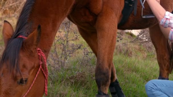 Mulher colocando sela no cavalo — Vídeo de Stock