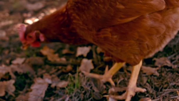 在慢动作中啄食的鸡 — 图库视频影像