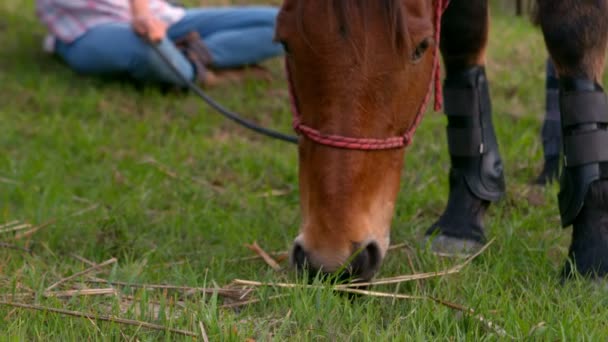Кінь їсть траву — стокове відео
