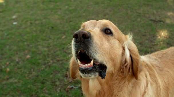 Hund blickt im Park auf Kamera — Stockvideo