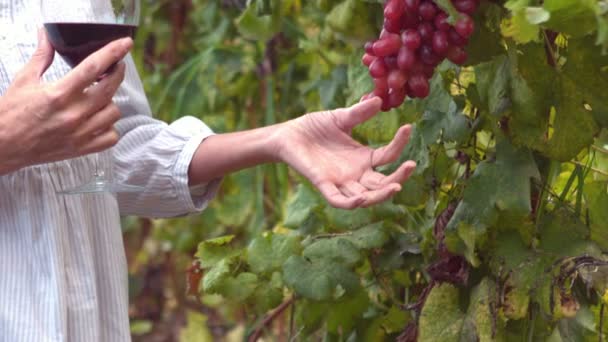 Mujer examinando racimo de uvas rojas — Vídeo de stock