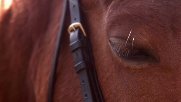 馬ストック動画 ロイヤリティフリー馬動画 Depositphotos 馬ストック動画 ロイヤリティフリー馬動画 Depositphotos