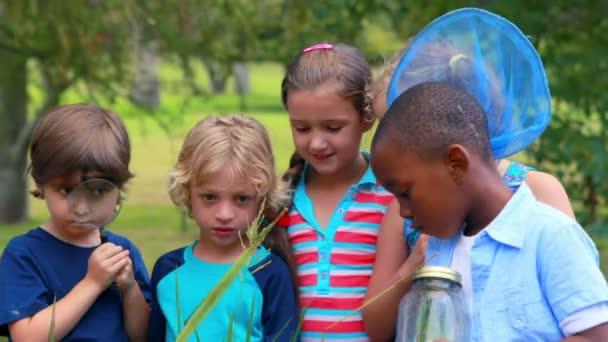 Niños tratando de atrapar insectos — Vídeos de Stock