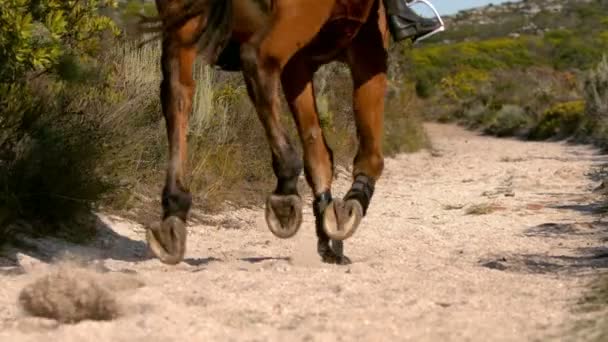 Kvinna som rider på hästen — Stockvideo