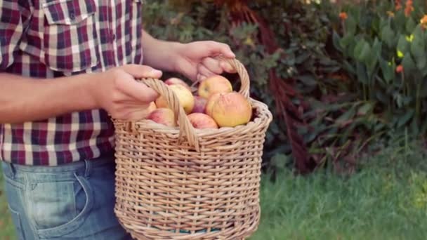 Серьезный фермер держит корзину яблок — стоковое видео