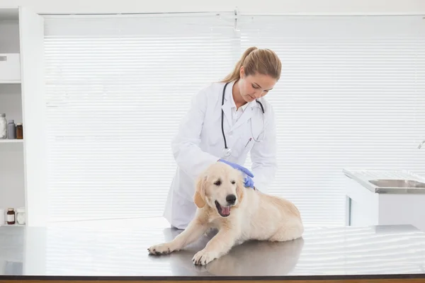 Veterinario dando perro check up — Foto de Stock