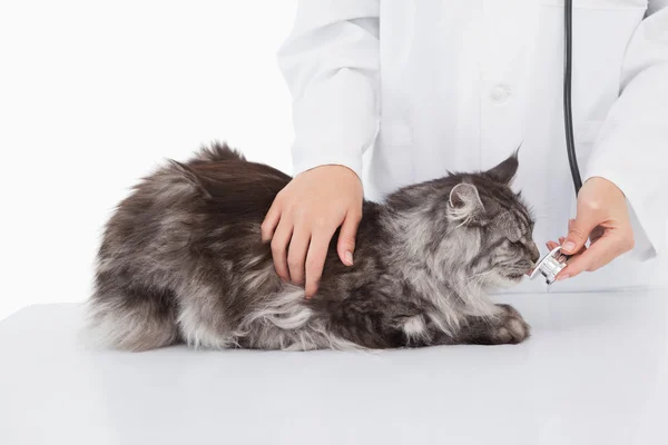 Ветеринар осматривает милую кошку — стоковое фото