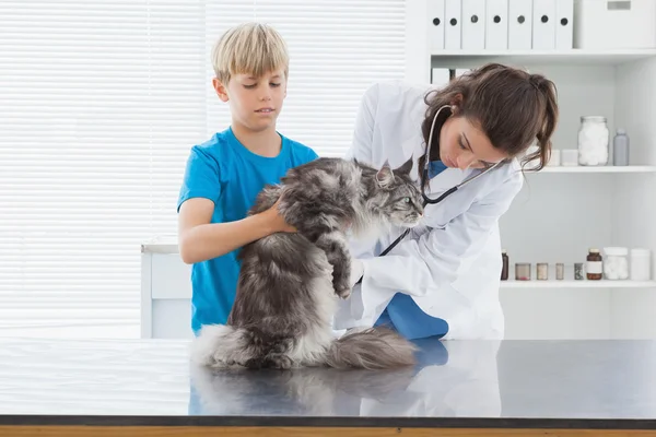 Veterinário examinando gato com proprietário — Fotografia de Stock