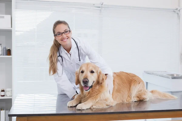 Veterinär undersöka labrador — Stockfoto
