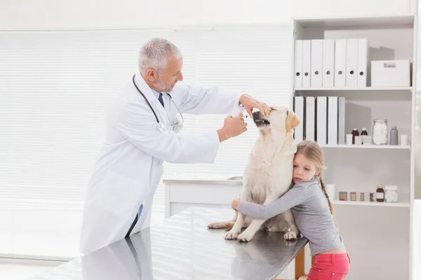 Vet examining dog with owner — Stock Photo, Image