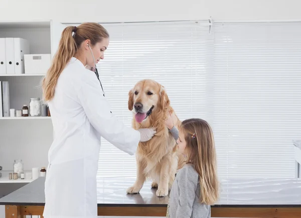 Tierarzt überprüft Labrador — Stockfoto