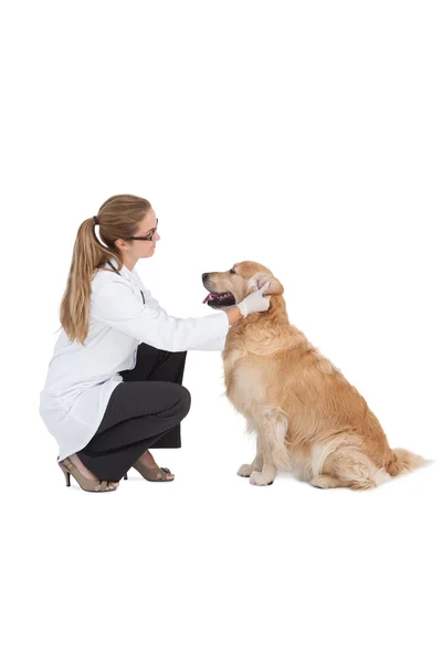 Labrador kontrol veteriner — Stok fotoğraf