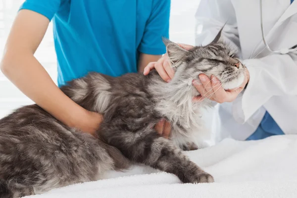 Veterinário examinando gato com proprietário — Fotografia de Stock