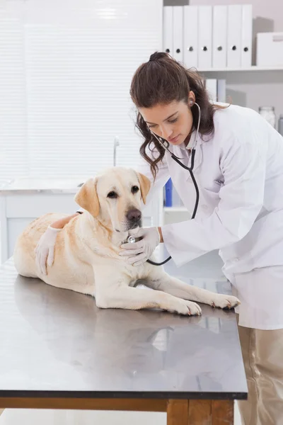 Vet cão examinador com estetoscópio — Fotografia de Stock