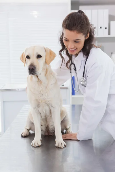 Veterinaria examinando perro — Foto de Stock