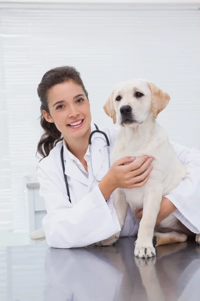 Veterinarian examining cute dog — Stock Photo, Image