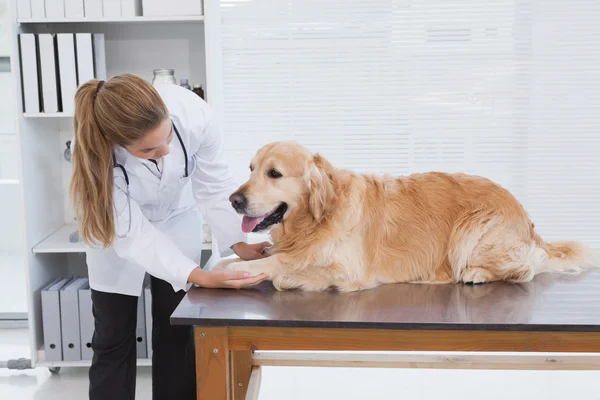 Veterinário examinando labrador — Fotografia de Stock