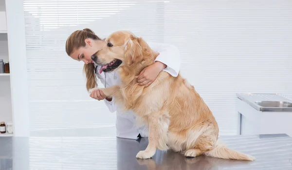 Tierarzt untersucht Labrador — Stockfoto