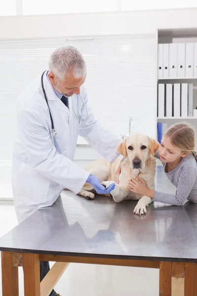 Vétérinaire examen chien avec propriétaire — Photo