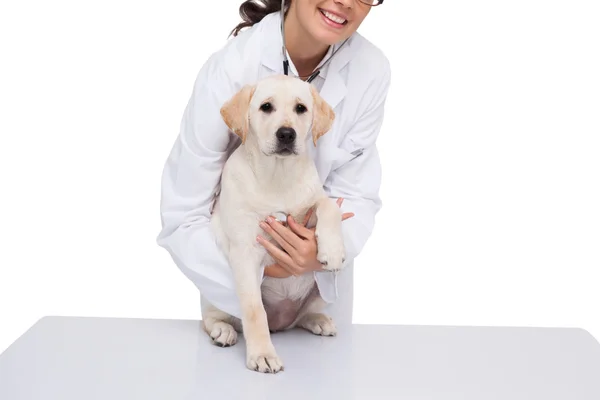 Veterinário fazendo check-up no cão — Fotografia de Stock