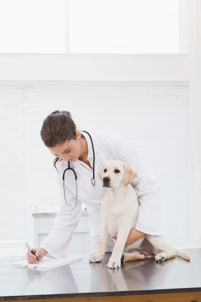 Veterinarian examining cute dog — Stock Photo, Image