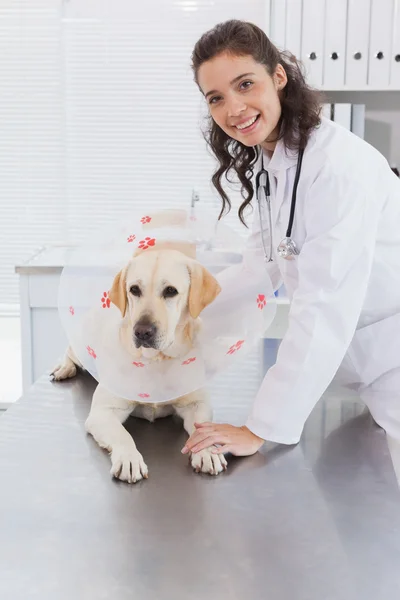 Ветеринар и собака с конусом — стоковое фото