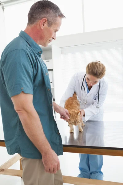 Propriétaire frottant chat comme vétérinaire examine — Photo