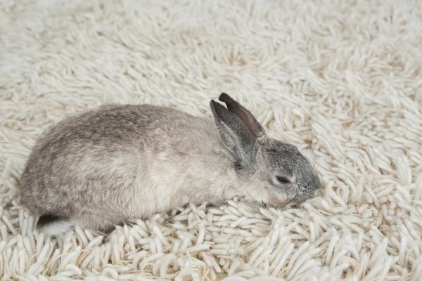 Кролик, спящий на полу — стоковое фото