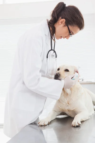 Veterinario esaminando carino cane — Foto Stock