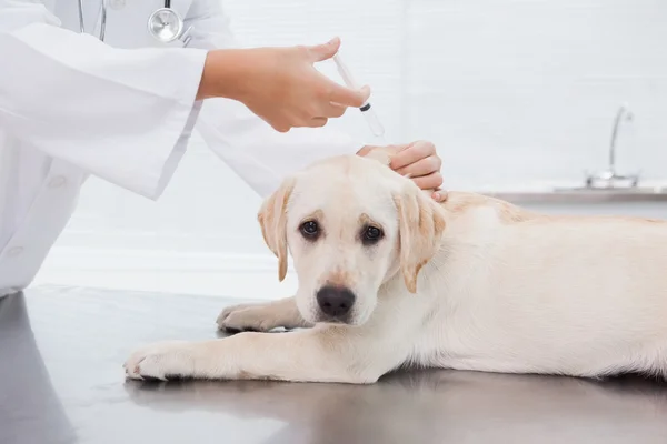 Tierarzt spritzt Hund — Stockfoto