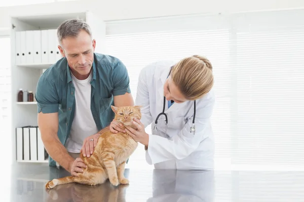 Veterinário dando gato check-up — Fotografia de Stock