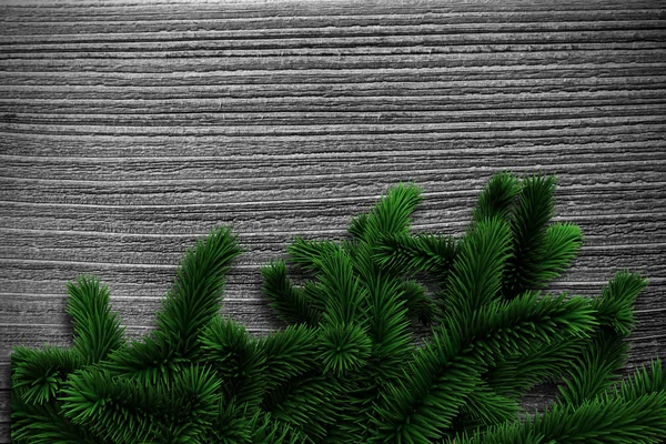 Fir branches on wooden planks — Stock Photo, Image