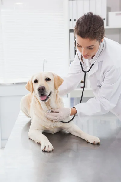 Veterinarian examining cute dog — Stock Photo, Image