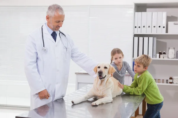 Badanie psa weterynarza z właścicielami — Zdjęcie stockowe