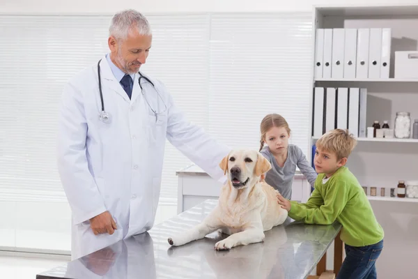 Veterinär undersöka hunden med ägare — Stockfoto