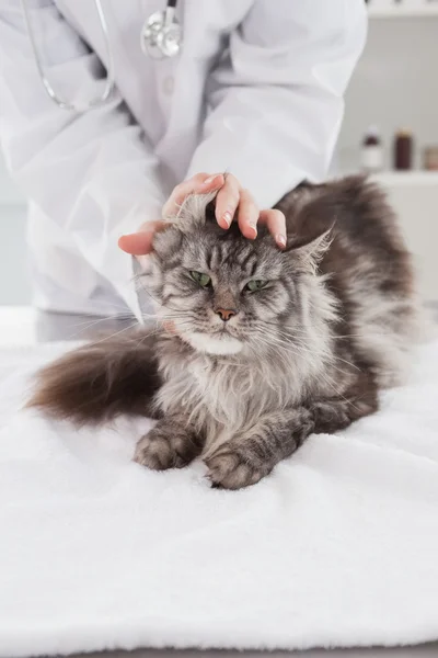 Veterinären undersöker söt katt — Stockfoto