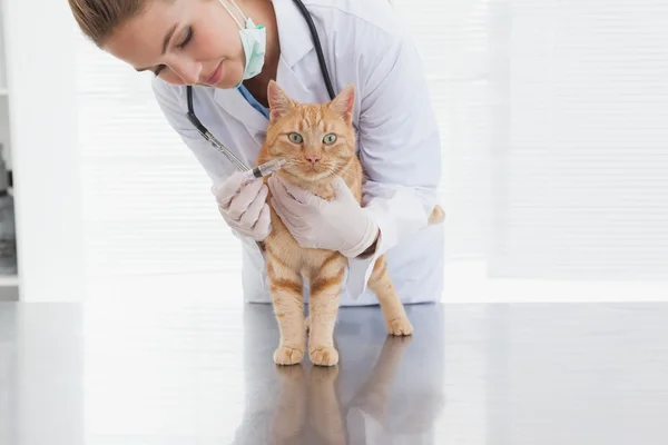 Veterinário dando gato uma injeção — Fotografia de Stock