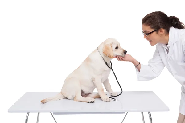 Veterinario fare check-up al cane — Foto Stock